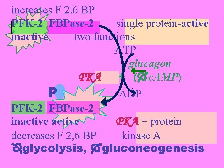 increases F 2, 6 BP PFK-2 FBPase-2 single protein-active inactive two functions ATP glucagon