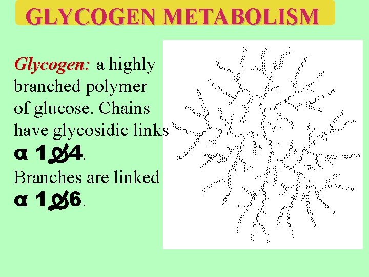 GLYCOGEN METABOLISM Glycogen: a highly branched polymer of glucose. Chains have glycosidic links α