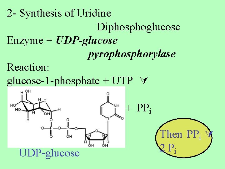 2 - Synthesis of Uridine Diphosphoglucose Enzyme = UDP-glucose pyrophosphorylase Reaction: glucose-1 -phosphate +