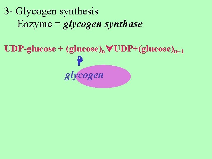 3 - Glycogen synthesis Enzyme = glycogen synthase UDP-glucose + (glucose)n UDP+(glucose)n+1 glycogen 