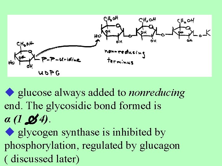  glucose always added to nonreducing end. The glycosidic bond formed is α (1