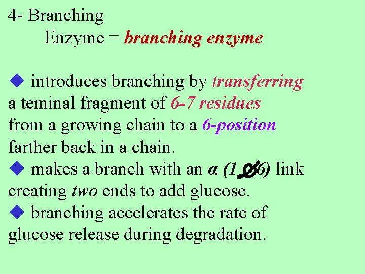 4 - Branching Enzyme = branching enzyme introduces branching by transferring a teminal fragment