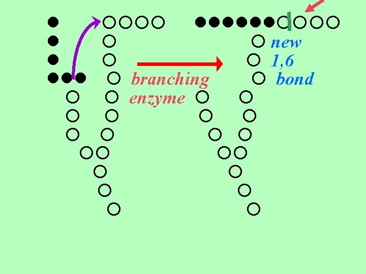  new 1, 6 branching bond enzyme 