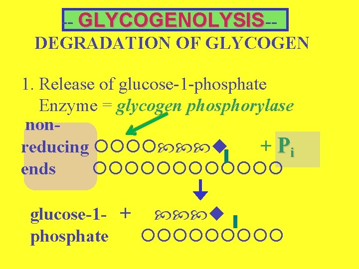 -- GLYCOGENOLYSIS-DEGRADATION OF GLYCOGEN 1. Release of glucose-1 -phosphate Enzyme = glycogen phosphorylase nonreducing