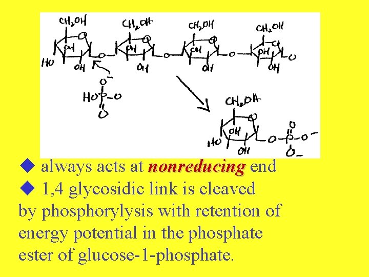  always acts at nonreducing end 1, 4 glycosidic link is cleaved by phosphorylysis