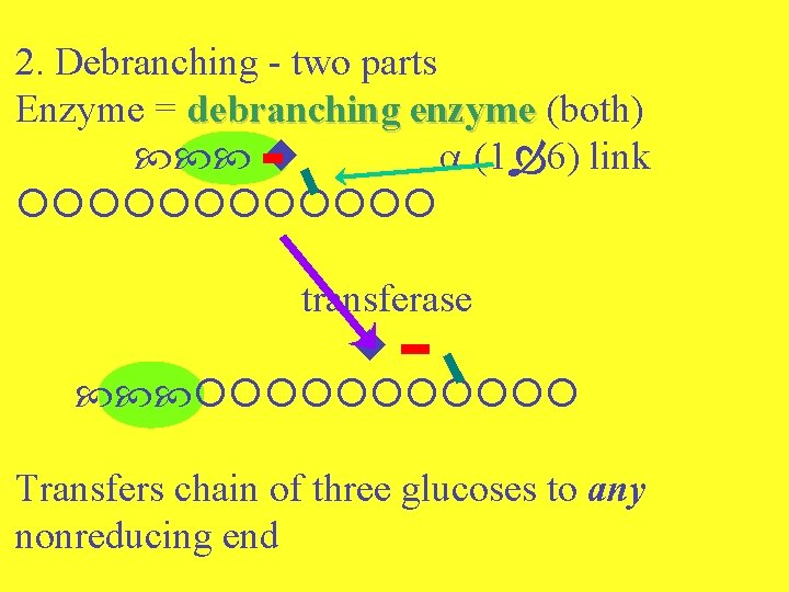 2. Debranching - two parts Enzyme = debranching enzyme (both) (1 6) link transferase