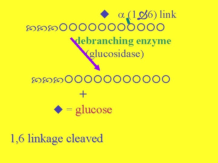  (1 6) link debranching enzyme (glucosidase) + = glucose 1, 6 linkage cleaved