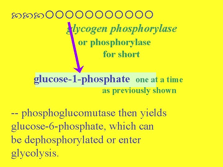  glycogen phosphorylase or phosphorylase for short glucose-1 -phosphate one at a time as