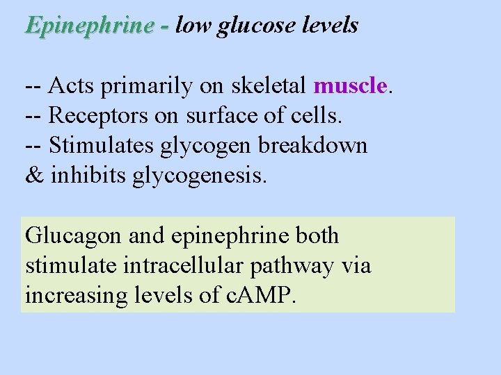 Epinephrine - low glucose levels -- Acts primarily on skeletal muscle. -- Receptors on