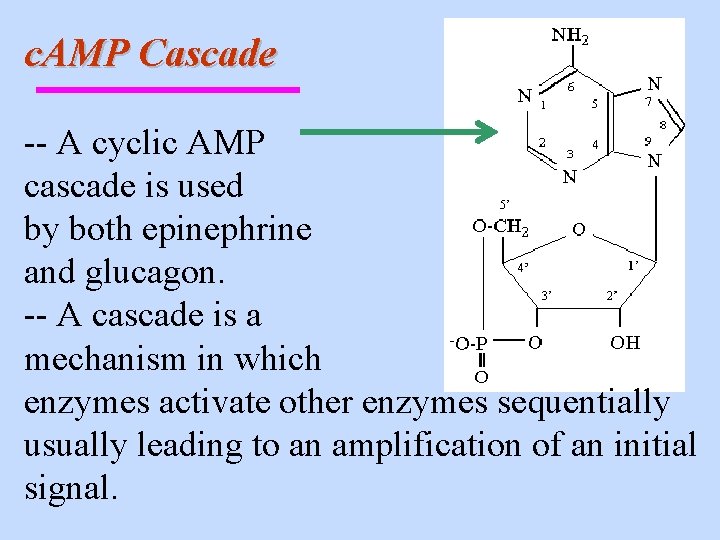 c. AMP Cascade -- A cyclic AMP cascade is used by both epinephrine and