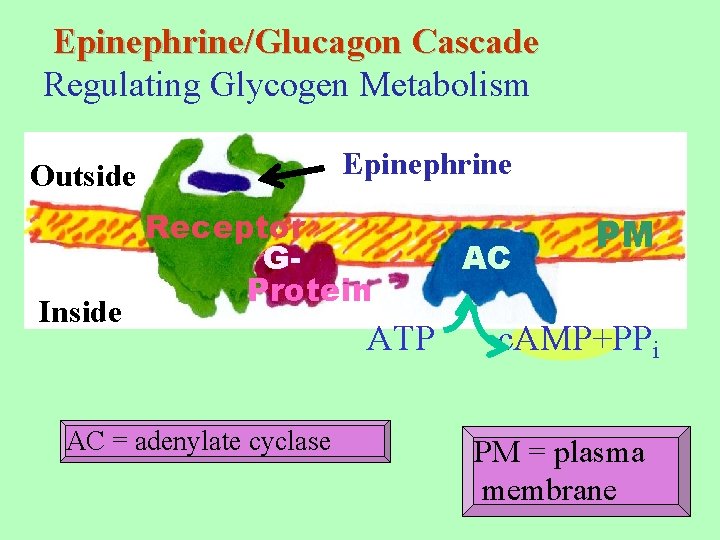 Epinephrine/Glucagon Cascade Regulating Glycogen Metabolism Epinephrine Outside Inside Receptor GProtein AC = adenylate cyclase