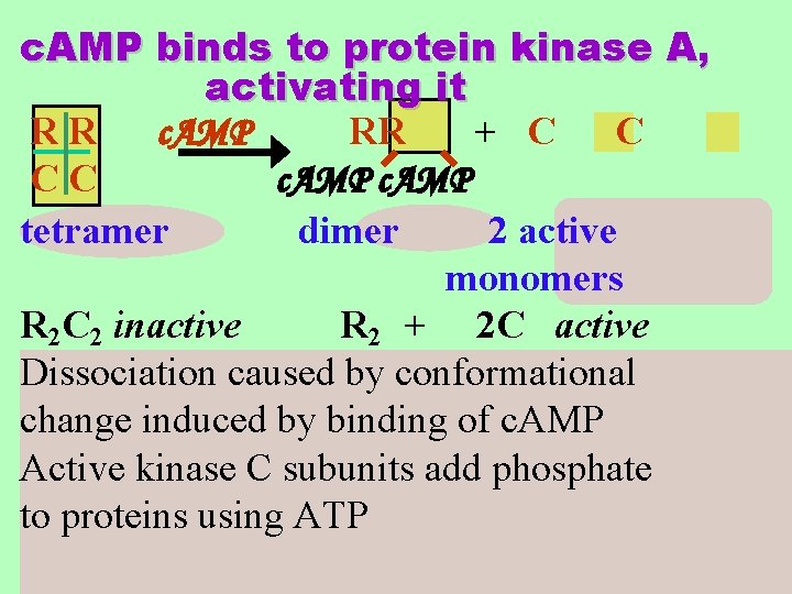 c. AMP binds to protein kinase A, activating it RR c. AMP RR +