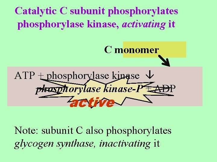 Catalytic C subunit phosphorylates phosphorylase kinase, activating it C monomer ATP + phosphorylase kinase-P