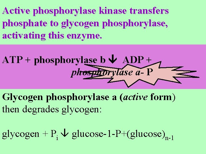 Active phosphorylase kinase transfers phosphate to glycogen phosphorylase, activating this enzyme. ATP + phosphorylase