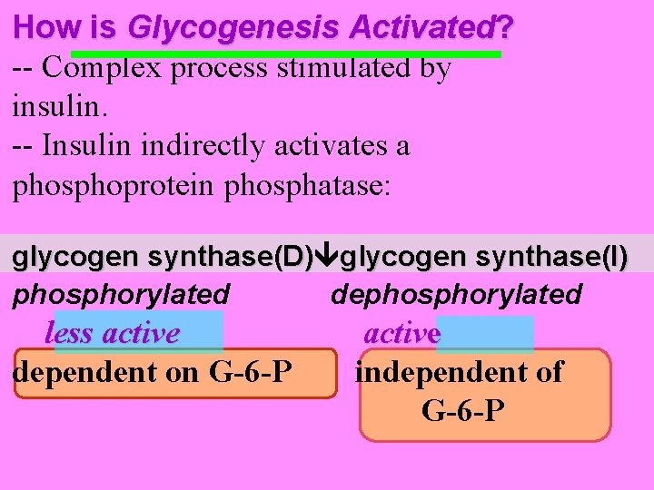 How is Glycogenesis Activated? -- Complex process stimulated by insulin. -- Insulin indirectly activates