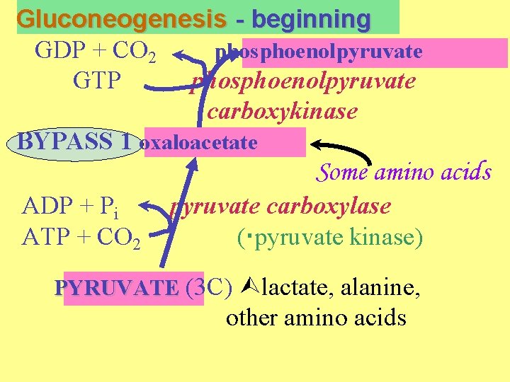 Gluconeogenesis - beginning GDP + CO 2 phosphoenolpyruvate GTP phosphoenolpyruvate carboxykinase BYPASS 1 oxaloacetate