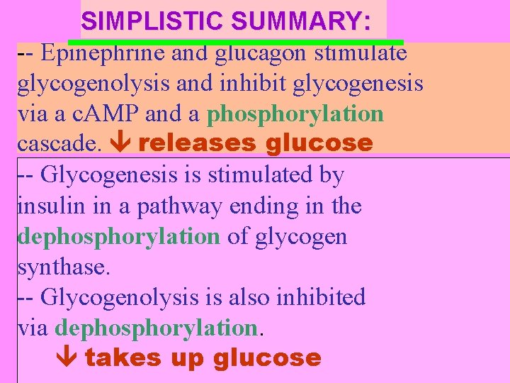 SIMPLISTIC SUMMARY: -- Epinephrine and glucagon stimulate glycogenolysis and inhibit glycogenesis via a c.