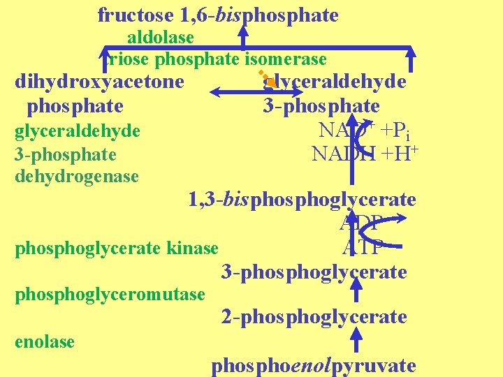 fructose 1, 6 -bisphosphate aldolase triose phosphate isomerase dihydroxyacetone phosphate glyceraldehyde 3 -phosphate dehydrogenase