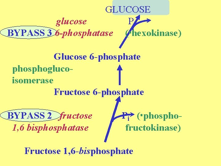 GLUCOSE glucose Pi BYPASS 3 6 -phosphatase ( hexokinase) Glucose 6 -phosphate phosphoglucoisomerase Fructose