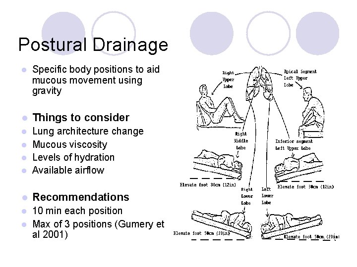 Postural Drainage l Specific body positions to aid mucous movement using gravity l Things