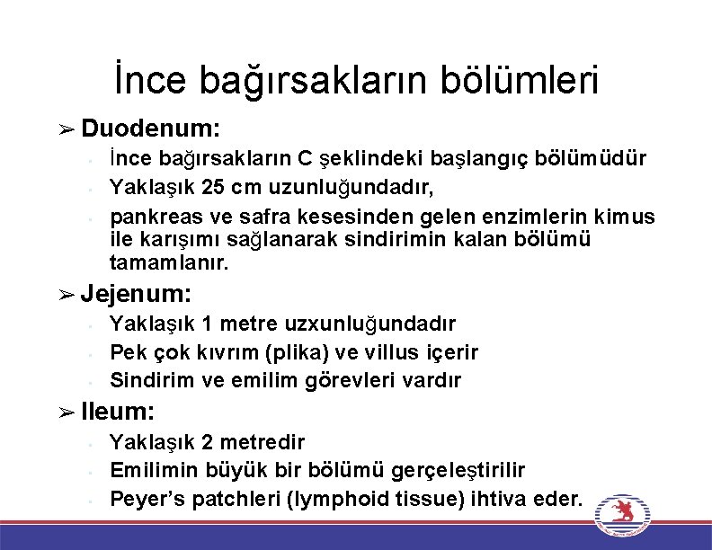 İnce bağırsakların bölümleri ➢ Duodenum: • • • İnce bağırsakların C şeklindeki başlangıç bölümüdür