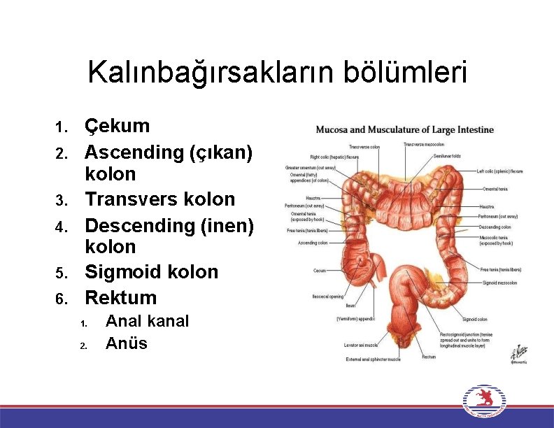 Kalınbağırsakların bölümleri 1. 2. 3. 4. 5. 6. Çekum Ascending (çıkan) kolon Transvers kolon