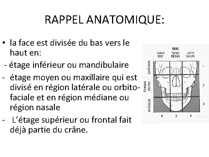 RAPPEL ANATOMIQUE: • la face est divisée du bas vers le haut en: -