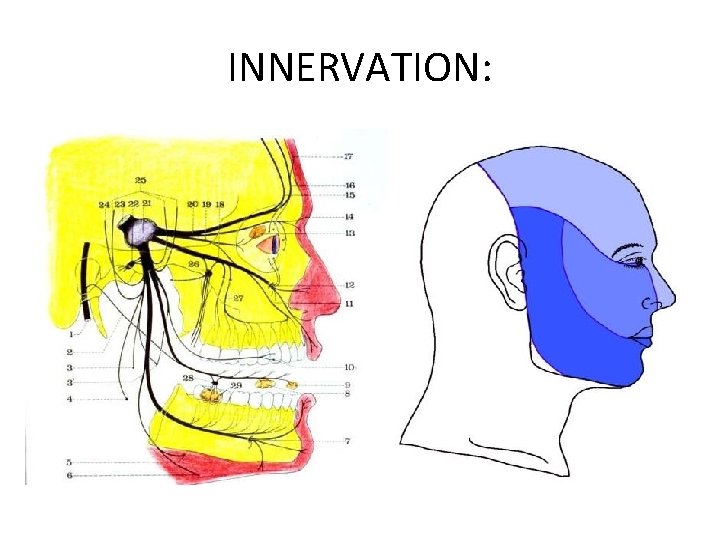 INNERVATION: 