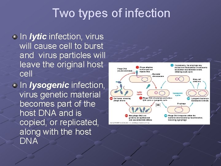Two types of infection In lytic infection, virus will cause cell to burst and