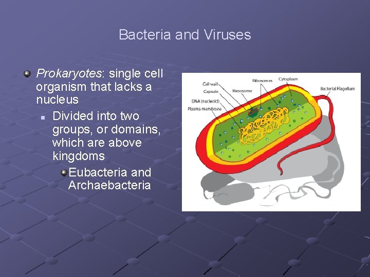 Bacteria and Viruses Prokaryotes: single cell organism that lacks a nucleus n Divided into