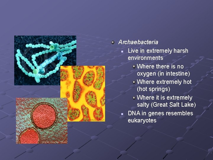 Archaebacteria n Live in extremely harsh environments Where there is no oxygen (in intestine)