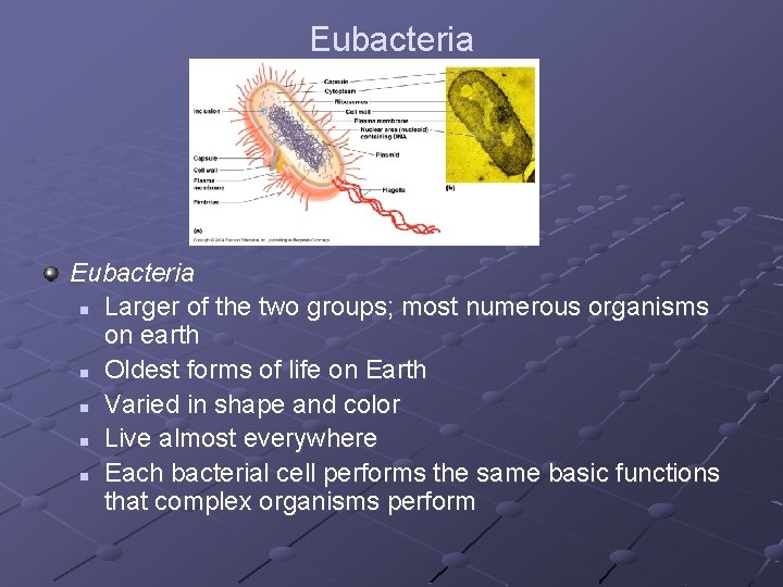 Eubacteria n Larger of the two groups; most numerous organisms on earth n Oldest