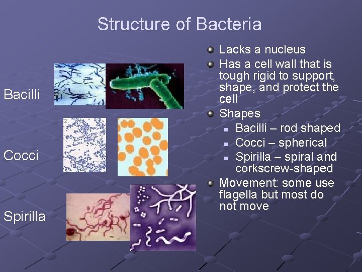 Structure of Bacteria Bacilli Cocci Spirilla Lacks a nucleus Has a cell wall that