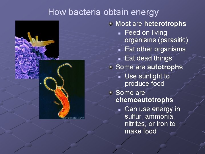 How bacteria obtain energy Most are heterotrophs n Feed on living organisms (parasitic) n