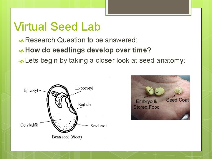 Virtual Seed Lab Research Question to be answered: How do seedlings develop over time?