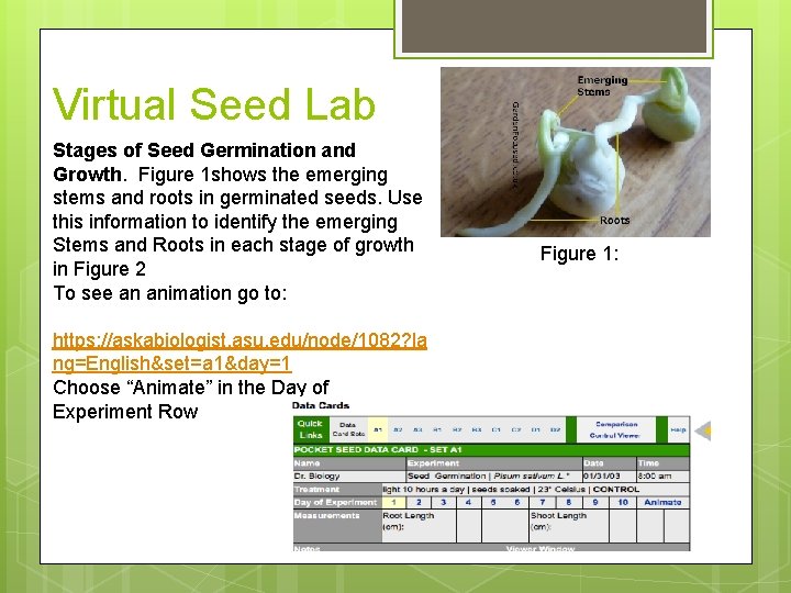 Virtual Seed Lab Stages of Seed Germination and Growth. Figure 1 shows the emerging
