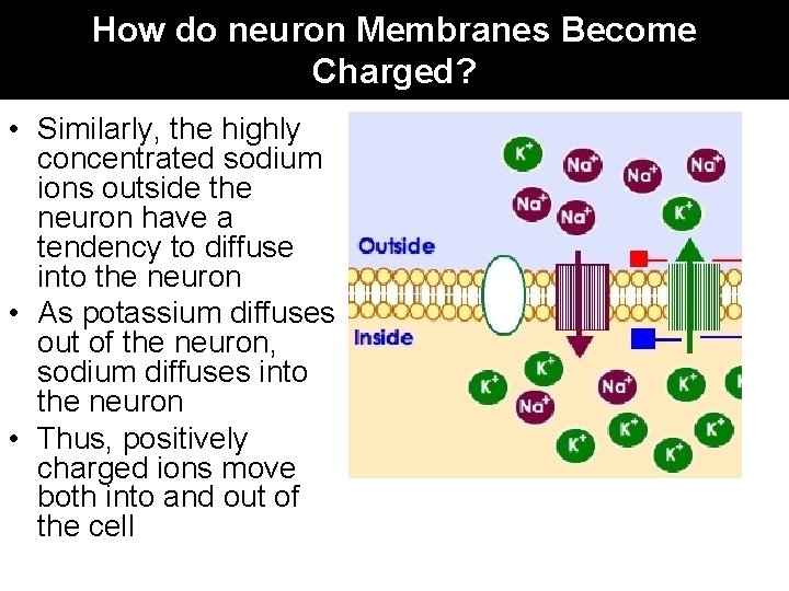 How do neuron Membranes Become Charged? • Similarly, the highly concentrated sodium ions outside