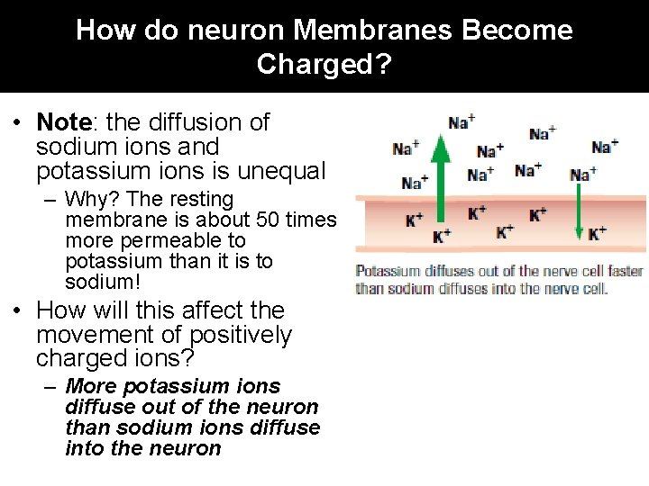 How do neuron Membranes Become Charged? • Note: the diffusion of sodium ions and