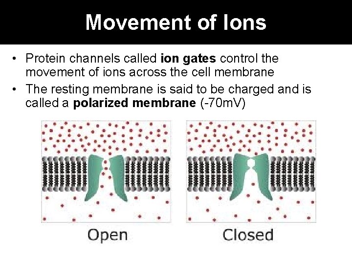 Movement of Ions • Protein channels called ion gates control the movement of ions