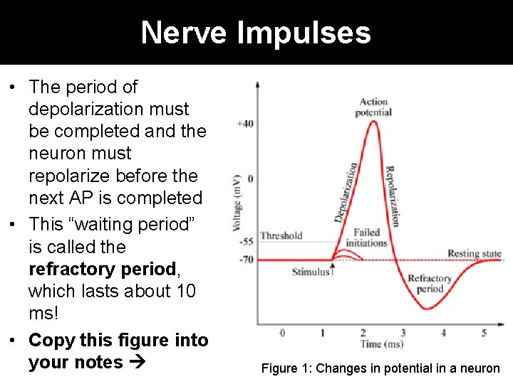 Nerve Impulses • The period of depolarization must be completed and the neuron must