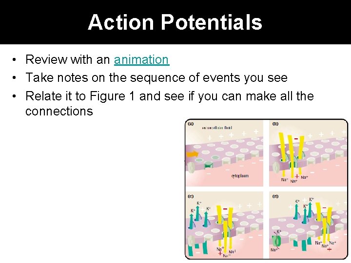 Action Potentials • Review with an animation • Take notes on the sequence of