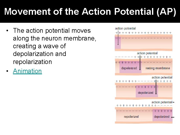 Movement of the Action Potential (AP) • The action potential moves along the neuron
