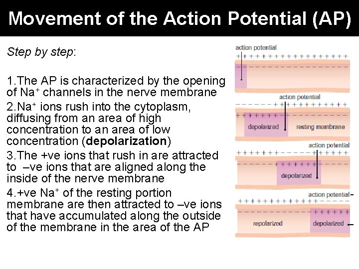 Movement of the Action Potential (AP) Step by step: 1. The AP is characterized