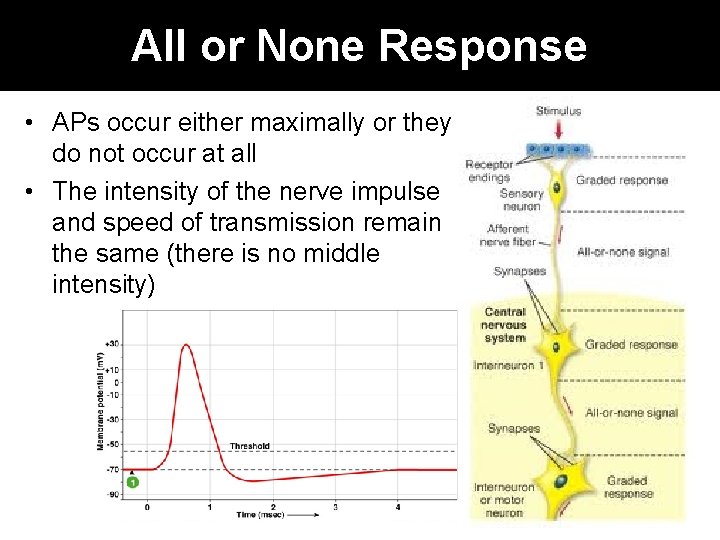 All or None Response • APs occur either maximally or they do not occur