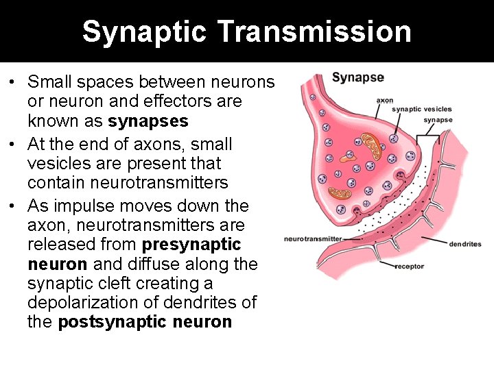 Synaptic Transmission • Small spaces between neurons or neuron and effectors are known as