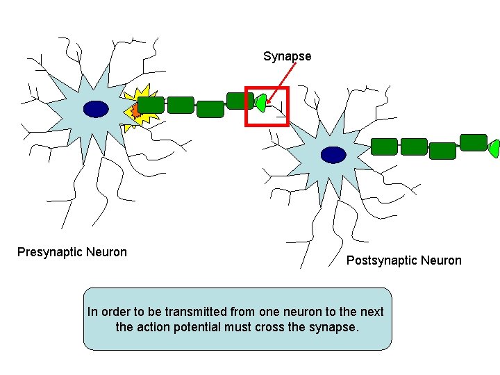 Synapse Presynaptic Neuron Postsynaptic Neuron An action potential travels down the axon In order