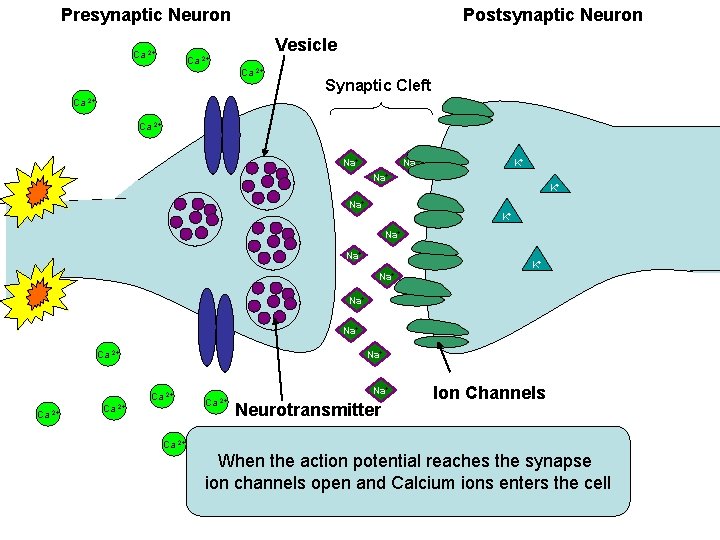 Presynaptic Neuron Ca 2+ Postsynaptic Neuron Vesicle Ca 2+ Ca Synaptic Cleft 2+ Ca