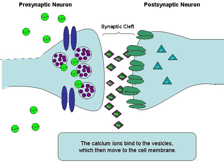 Presynaptic Neuron Ca 2+ Postsynaptic Neuron Ca 2+ Synaptic Cleft Ca 2+ K+ Na+
