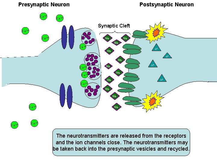 Presynaptic Neuron Ca 2+ Postsynaptic Neuron Ca 2+ Synaptic Cleft Ca 2+ Na+ Na+