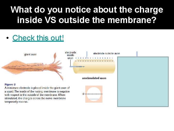 What do you notice about the charge inside VS outside the membrane? • Check